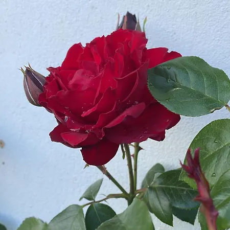 Delightful French Rustic * Jumilhac-le-Grand