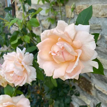 Delightful French Rustic Apartment