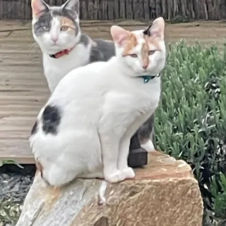 Delightful French Rustic Jumilhac-le-Grand