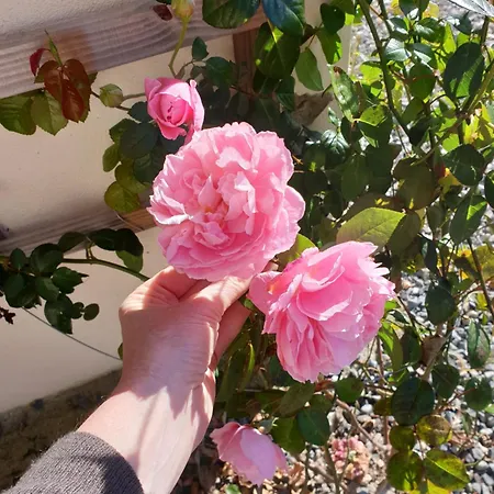 Apartment Delightful French Rustic