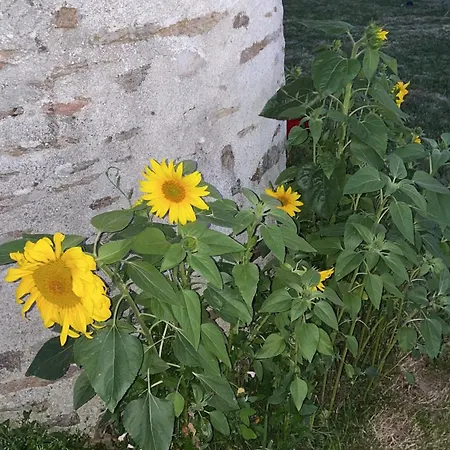 Delightful French Rustic Apartment *