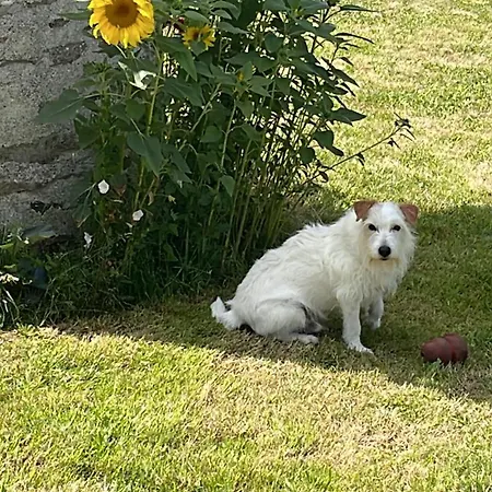 Delightful French Rustic Jumilhac-le-Grand