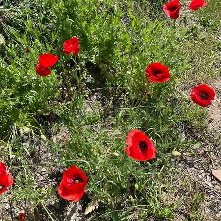 Apartment Delightful French Rustic *