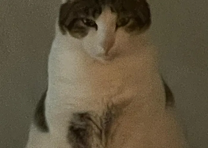 Delightful French Rustic * Jumilhac-le-Grand