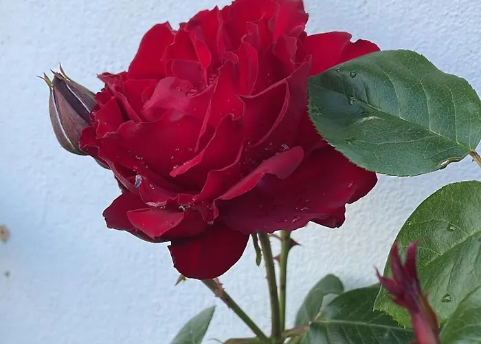 Delightful French Rustic * Jumilhac-le-Grand