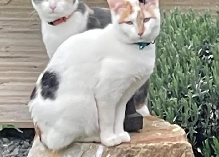 Delightful French Rustic Jumilhac-le-Grand