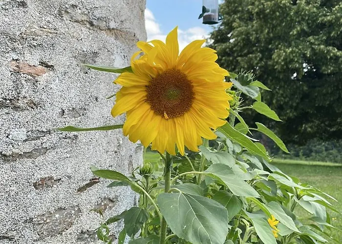 Апартаменты Delightful French Rustic *