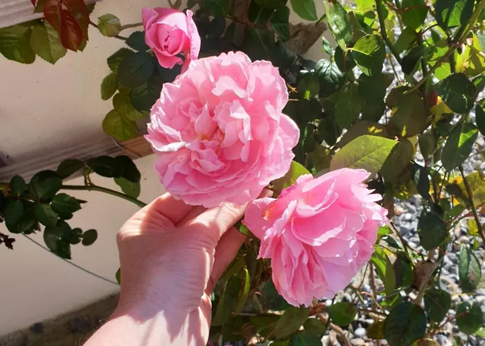 Апартаменты Delightful French Rustic