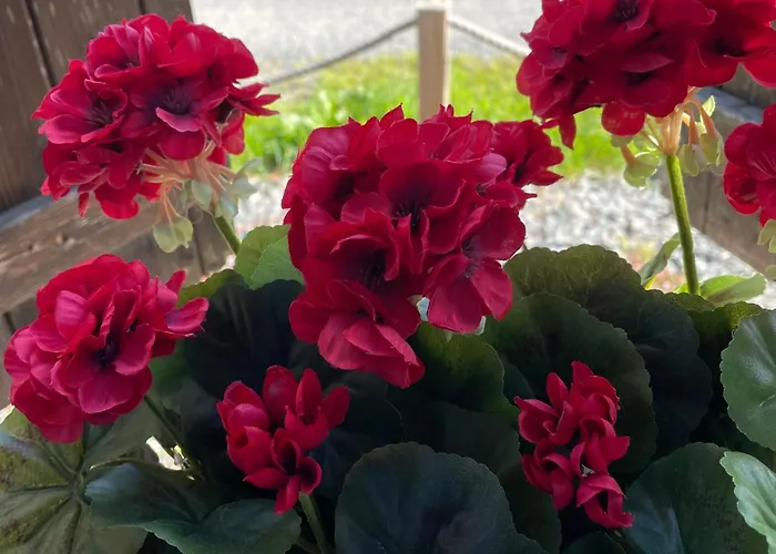 Апартаменты Delightful French Rustic