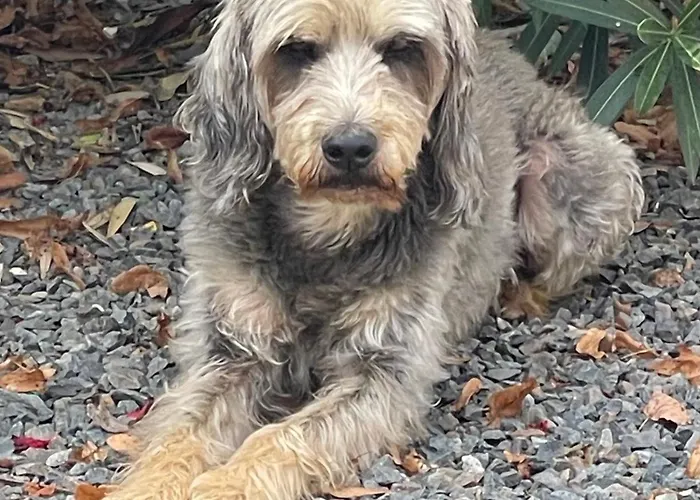 Delightful French Rustic Апартаменты *