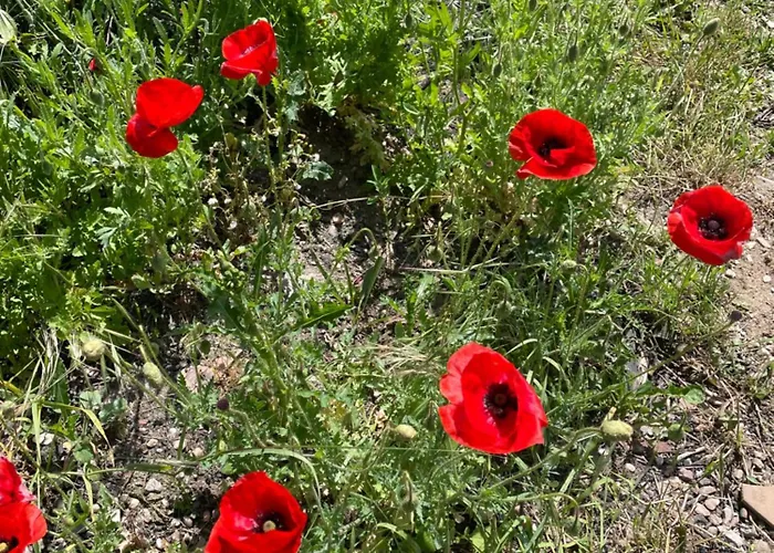 Апартаменты Delightful French Rustic *